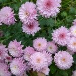 Chrysanthemum × morifolium Цвят