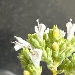 Origanum vulgare花