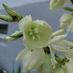 Yucca filamentosaFlower