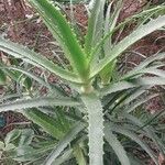 Aloe pluridens Yaprak