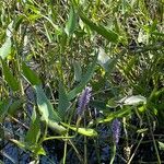 Pontederia cordataFlower