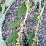 Euphorbia convolvuloides Фрукт