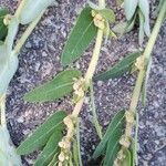 Euphorbia convolvuloides Frucht