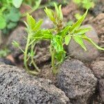 Cleome dodecandra Folla