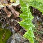 Tyrimnus leucographus Leaf