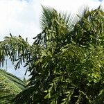 Caryota urens Folha