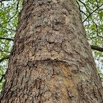 Platanus × hispanica Bark