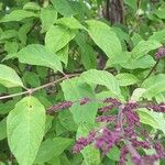 Syringa josikaea Leaf