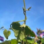 Ipomoea indica Bark