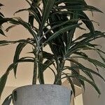 Dracaena fragrans Hostoa