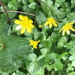 Ranunculus bullatusLeaf