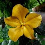 Fremontodendron californicumFloare