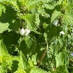 Lamium album Leaf