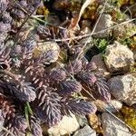 Petrosedum ochroleucum Foglia