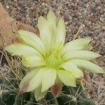 Ferocactus hamatacanthus 花