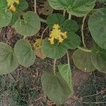 Ibicella lutea 整株植物