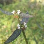 Borreria remota Flower