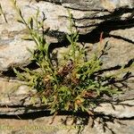 Asplenium x alternifolium 形態