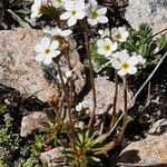 Androsace obtusifolia Blüte