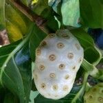 Morinda citrifolia Fruit