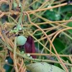 Cassytha filiformis ഫലം