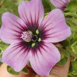 Malva multiflora Květ