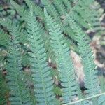 Pteridium aquilinum पत्ता