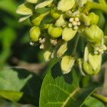 Stephanotis abyssinica Λουλούδι
