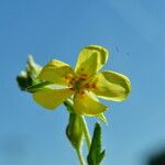 Helianthemum ledifolium 花