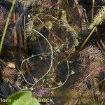 Utricularia intermedia Altro