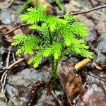 Lycopodium dendroideum Alkat (teljes növény)