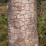 Oroxylum indicum Bark