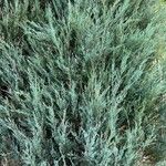 Juniperus scopulorum Foglia