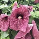 Aristolochia littoralis Fula