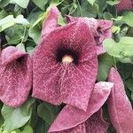 Aristolochia elegans Flower