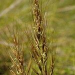 Macrochloa tenacissima Fruit