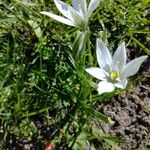 Ornithogalum orthophyllum Habit