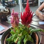 Celosia argenteaപുഷ്പം