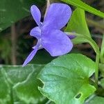 Viola reichenbachiana Blüte