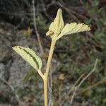 Hibiscus denudatus Кора