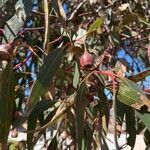Eucalyptus leucoxylon Froito
