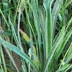 Plantago albicans Blad