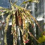 Lepismium cruciforme Hábito