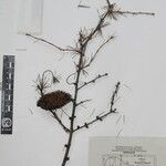 Larix griffithii Nyingine