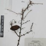 Larix griffithii Other