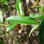 Barleria lupulina Deilen