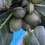 Terminalia catappa 果實