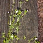 Sherardia arvensis Flower