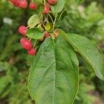 Malus toringo Blatt