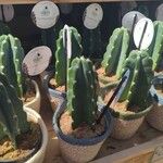 Cereus jamacaru List